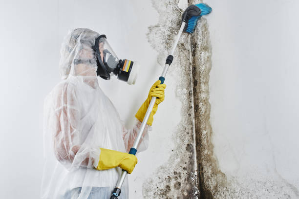 Best Emergency Mold Removal  in Citrus City, TX