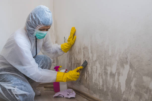 Office Mold Removal Services in Citrus City, TX