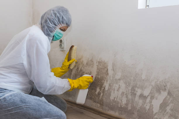 Best Mold Cleaning Services  in Citrus City, TX