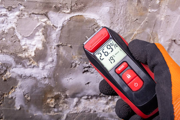 Best Mold Remediation Experts  in Citrus City, TX