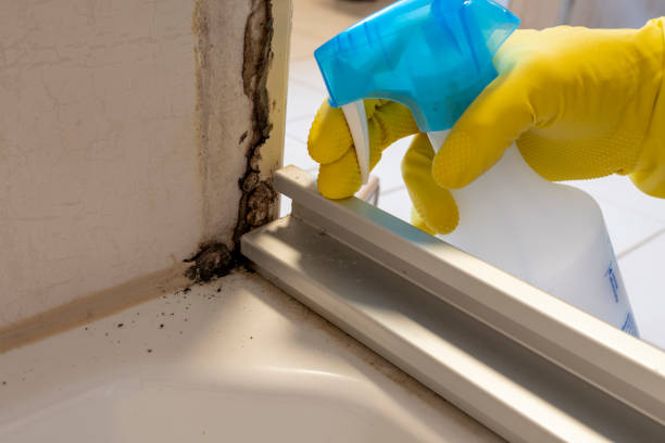 Best Professional Mold Removal  in Citrus City, TX