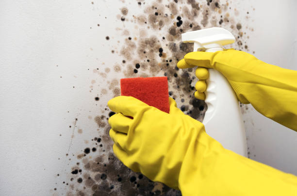 Best Certified Mold Removal  in Citrus City, TX