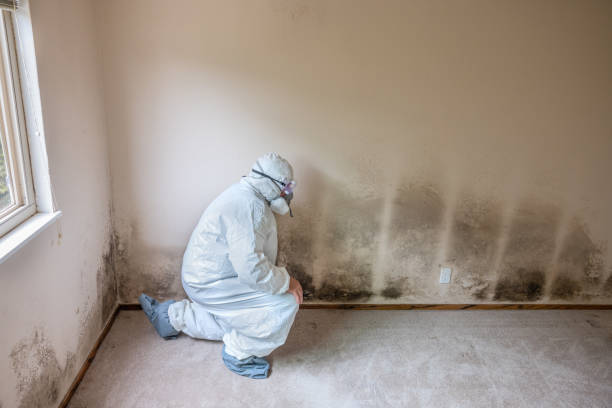 Best Toxic Mold Removal  in Citrus City, TX