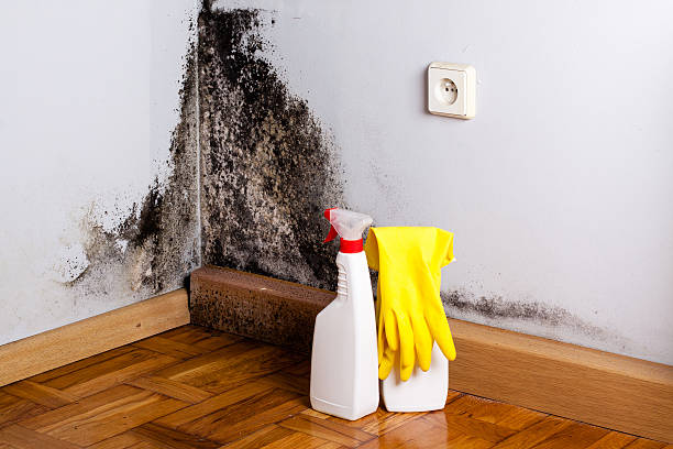 Best Emergency Mold Removal  in Citrus City, TX